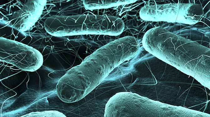 Bacteria seen under a scanning microscope